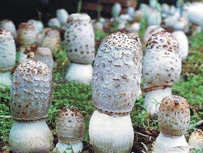 食用菌施肥栽培的要點有哪些