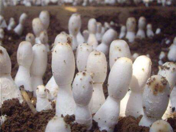 兩種蘑菇的加工方法