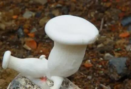 白靈菇的貯藏與保鮮